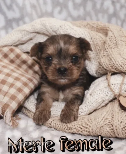 Merle female – Yorkshire Terrier puppy for sale in Lovely, KY