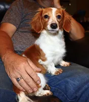 Gigi, a female Miniature Dachshund for sale in Lovely, KY – 8 of 9