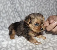 Tiny Sonia - merle, a female Yorkshire Terrier for sale in Lovely, KY – 4 of 6