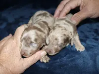 Corabeth LH Isabella dapple, a female Miniature Dachshund for sale in Lovely, KY – 6 of 9