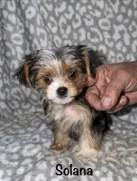  Solana - Parti factor, a female Yorkshire Terrier for sale in Lovely, KY – 3 of 6