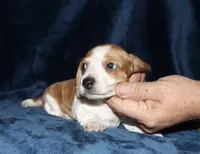 Chase, a male Miniature Dachshund for sale in Lovely, KY – 5 of 6