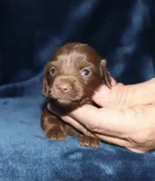 Kayla (LH), a female Miniature Dachshund for sale in Lovely, KY – 5 of 6