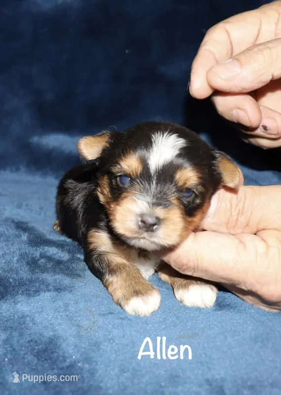 Allen – Yorkshire Terrier puppy for sale in Lovely, KY