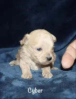 Clyde, a female Poodle - Toy  for sale in Lovely, KY – 4 of 9