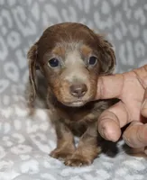 Kanishka (longhaired) isabella, a female Miniature Dachshund for sale in Lovely, KY – 7 of 10