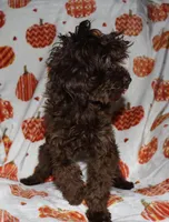 Summer, a female Poodle - Toy  for sale in Lovely, KY – Photo 1 of 2