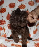 Summer, a female Poodle - Toy  for sale in Lovely, KY – Photo 2 of 2