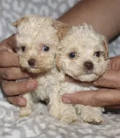 Donna, a female Poodle - Toy  for sale in Lovely, KY – 4 of 7