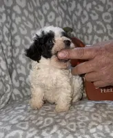 Millie, a female Poodle - Miniature  for sale in Lovely, KY – 6 of 7