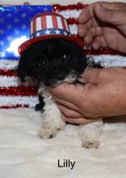 Lilly, a female Poodle - Toy  for sale in Lovely, KY – Photo 3 of 5