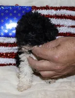 Lilly, a female Poodle - Toy  for sale in Lovely, KY – Photo 2 of 5
