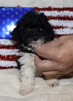 Lilly, a female Poodle - Toy  for sale in Lovely, KY – Photo 4 of 5