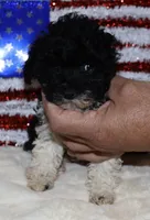 Lilly, a female Poodle - Toy  for sale in Lovely, KY – Photo 5 of 5