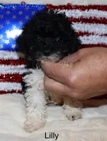 Lilly, a female Poodle - Toy  for sale in Lovely, KY – Photo 1 of 5
