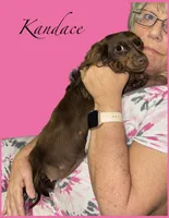 Kelly (longhaired), a female Miniature Dachshund for sale in Lovely, KY – 8 of 8