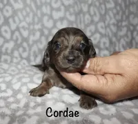 Cordae. (Long haired) dapple, a male Miniature Dachshund for sale in Lovely, KY – 2 of 7
