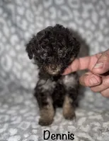 Dennis tiny dark brown phantom, a male Poodle - Toy  for sale in Lovely, KY – 2 of 7