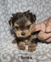 Tiny Sondra, a female Yorkshire Terrier for sale in Lovely, KY – 4 of 8