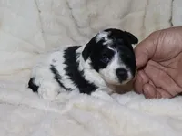 Mya, a female Poodle - Toy  for sale in Lovely, KY – Photo 5 of 5