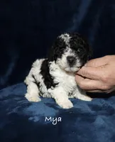 Mya, a female Poodle - Toy  for sale in Lovely, KY – Photo 3 of 8