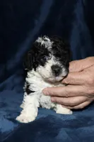 Mya, a female Poodle - Toy  for sale in Lovely, KY – Photo 6 of 8