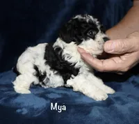 Mya, a female Poodle - Toy  for sale in Lovely, KY – Photo 5 of 8