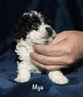 Mya, a female Poodle - Toy  for sale in Lovely, KY – Photo 4 of 8