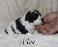 Mya, a female Poodle - Toy  for sale in Lovely, KY – Photo 2 of 5