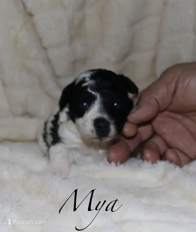 Mya, a female Poodle - Toy  for sale in Lovely, KY – Photo 1 of 5