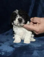 Mya, a female Poodle - Toy  for sale in Lovely, KY – Photo 8 of 8