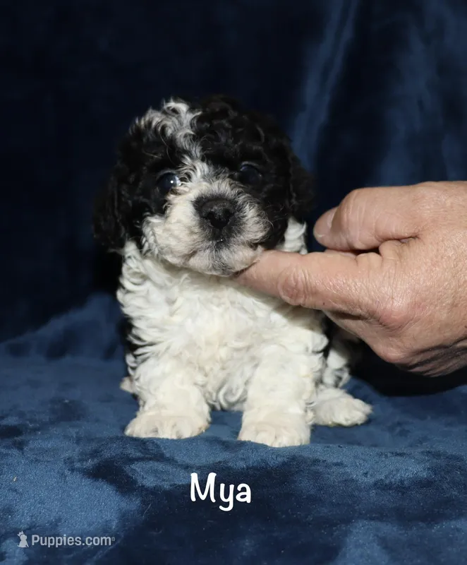 Mya – Poodle - Toy  puppy for sale in Lovely, KY
