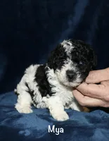 Mya, a female Poodle - Toy  for sale in Lovely, KY – Photo 2 of 8
