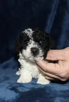Mya, a female Poodle - Toy  for sale in Lovely, KY – Photo 7 of 8
