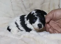 Mya, a female Poodle - Toy  for sale in Lovely, KY – Photo 4 of 5