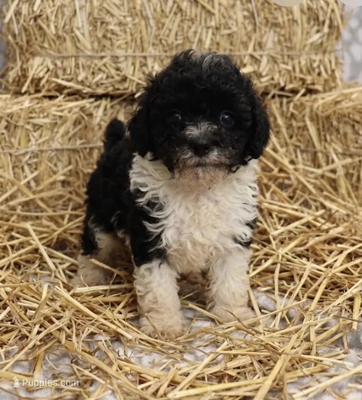 Victor – Poodle - Toy  puppy on hold in Lovely, KY
