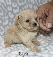 Clyde tiny -4lbs, a male Poodle - Toy  for sale in Lovely, KY – 4 of 6