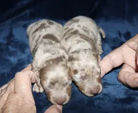 Corabeth LH Isabella dapple, a female Miniature Dachshund for sale in Lovely, KY – 4 of 9