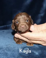 Kayla (LH), a female Miniature Dachshund for sale in Lovely, KY – 4 of 6