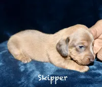 Skipper, a male Miniature Dachshund for sale in Lovely, KY – Photo 3 of 7