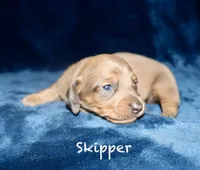 Skipper, a male Miniature Dachshund for sale in Lovely, KY – Photo 2 of 7
