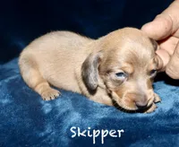 Skipper, a male Miniature Dachshund for sale in Lovely, KY – Photo 4 of 7