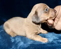 Skipper, a male Miniature Dachshund for sale in Lovely, KY – Photo 5 of 7