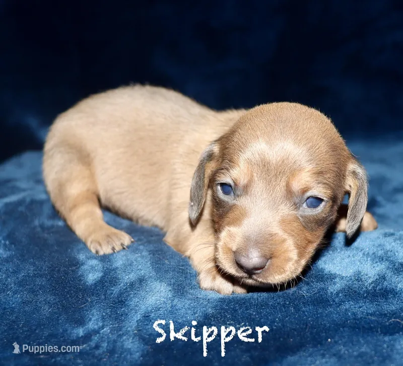 Skipper – Miniature Dachshund puppy for sale in Lovely, KY