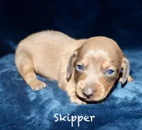 Skipper, a male Miniature Dachshund for sale in Lovely, KY – Photo 1 of 7