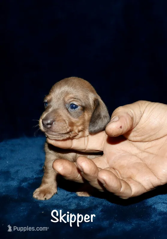 Skipper – Miniature Dachshund puppy for sale in Lovely, KY