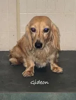 Skipper, a male Miniature Dachshund for sale in Lovely, KY – Photo 6 of 7