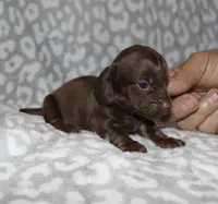 Kaylee (tiny girl), a female Miniature Dachshund for sale in Lovely, KY – 9 of 10