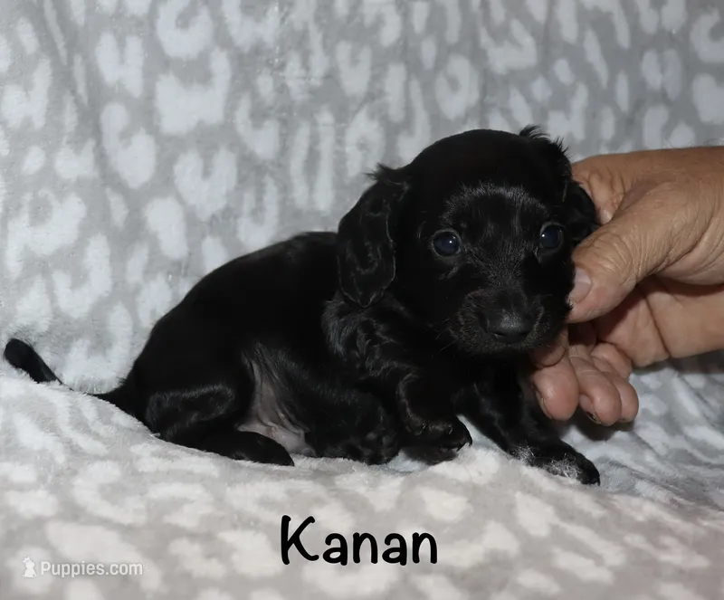 Kanan (Longhaired) solid black – Miniature Dachshund puppy for sale in Lovely, KY