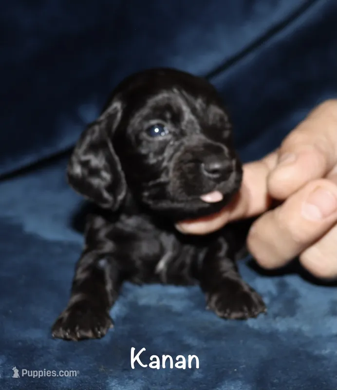 Kanan (Longhaired) solid black – Miniature Dachshund puppy for sale in Lovely, KY